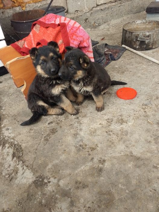 Овчарка немецкая .