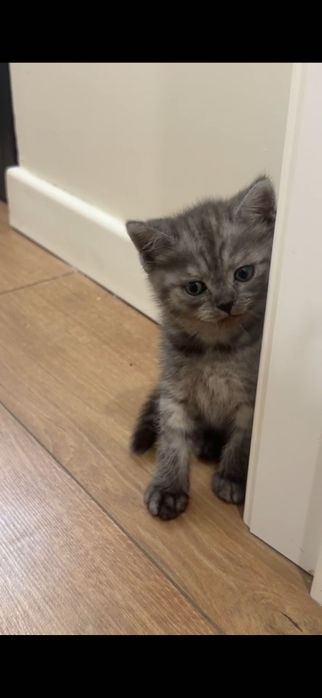 Шотландская котята