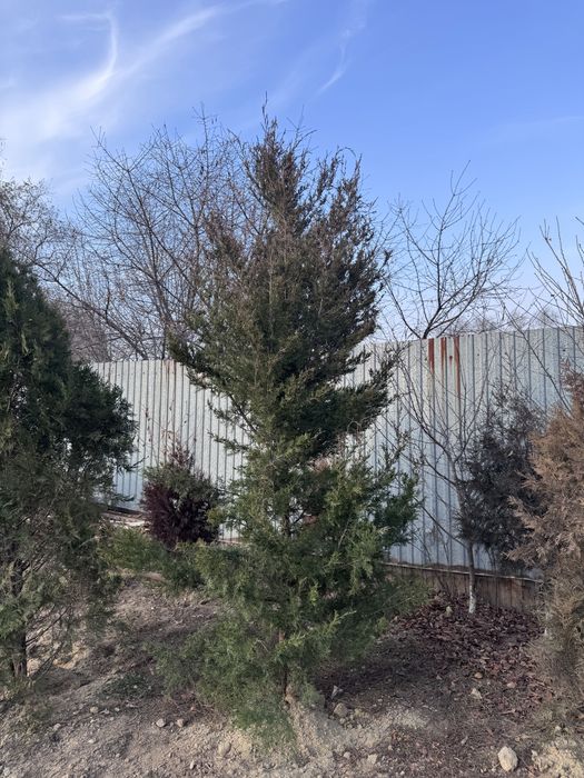 Ёлка 2.5 метр