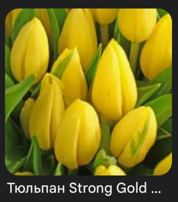 Оптом тюлпаны.Тюльпаны оптом и в розницу.Голландские тюльпаны оптом