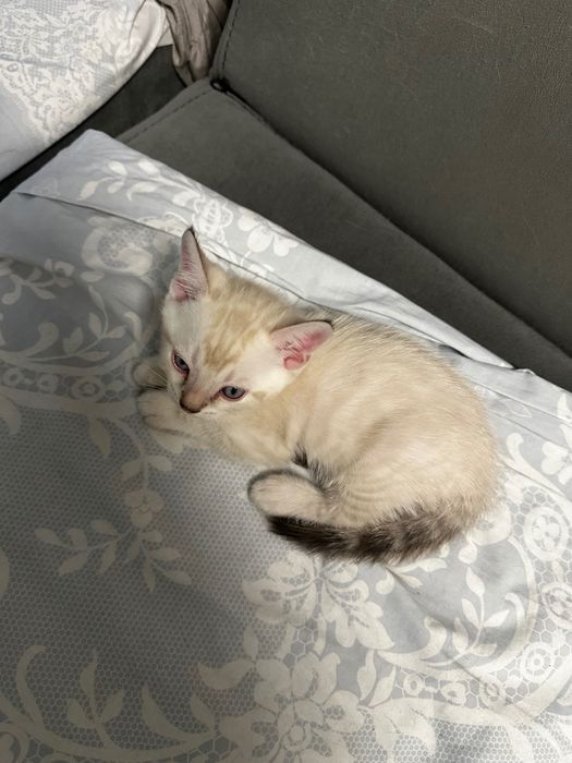 Бенгалски котета