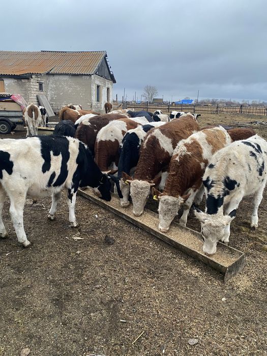 Продам бычков 22 головы