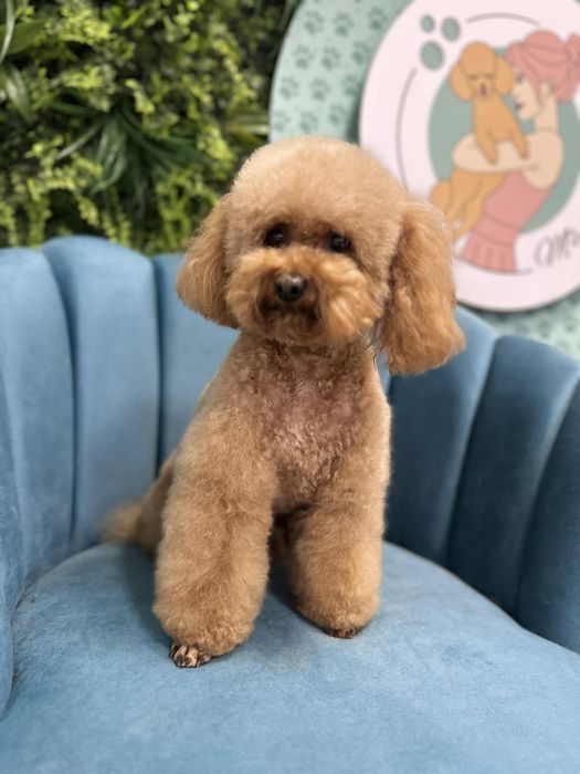 Пудел той бебенца