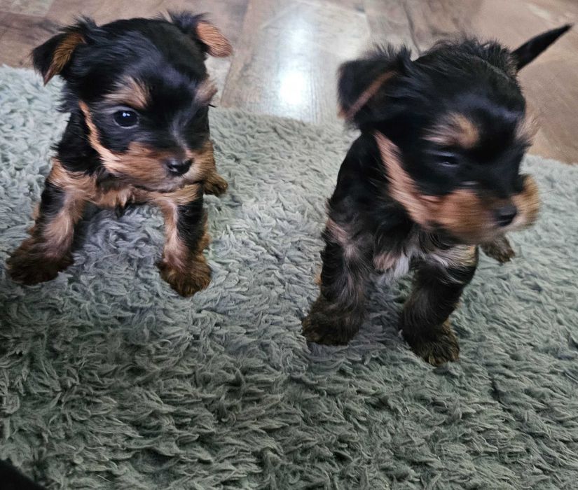 Мини Йоркширски Териер