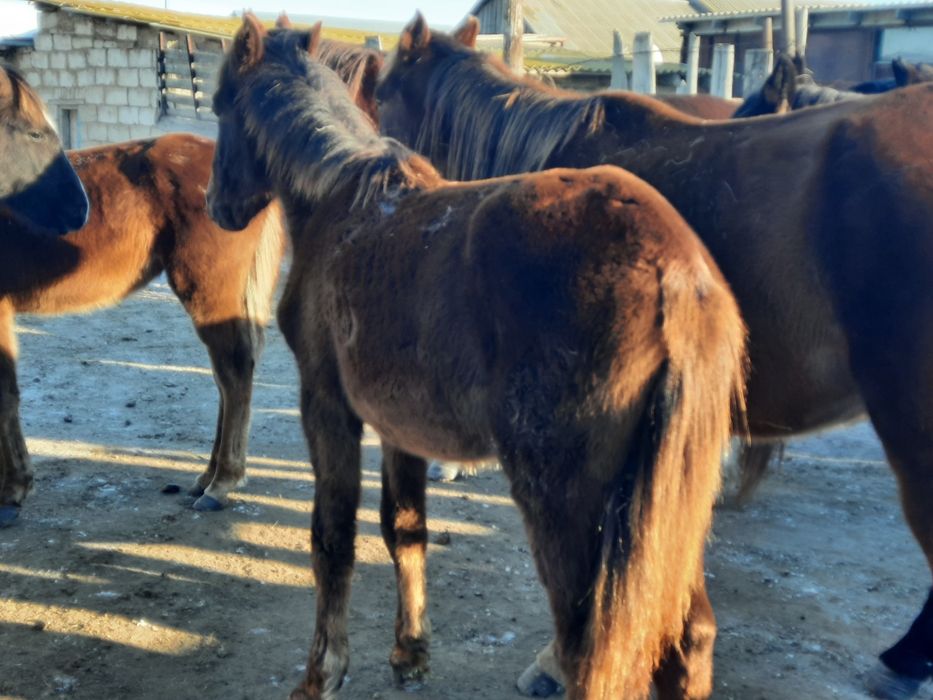 Жылқылар . Лощади.