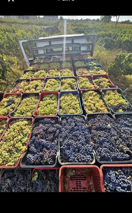 Vand struguri de vin