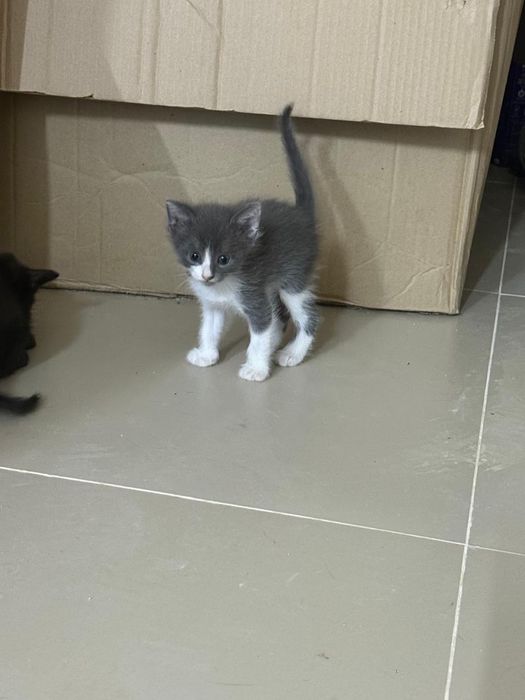 Отдам котят в хорошие руки ! 4 девочки, 1 черная и 1 черно-белая