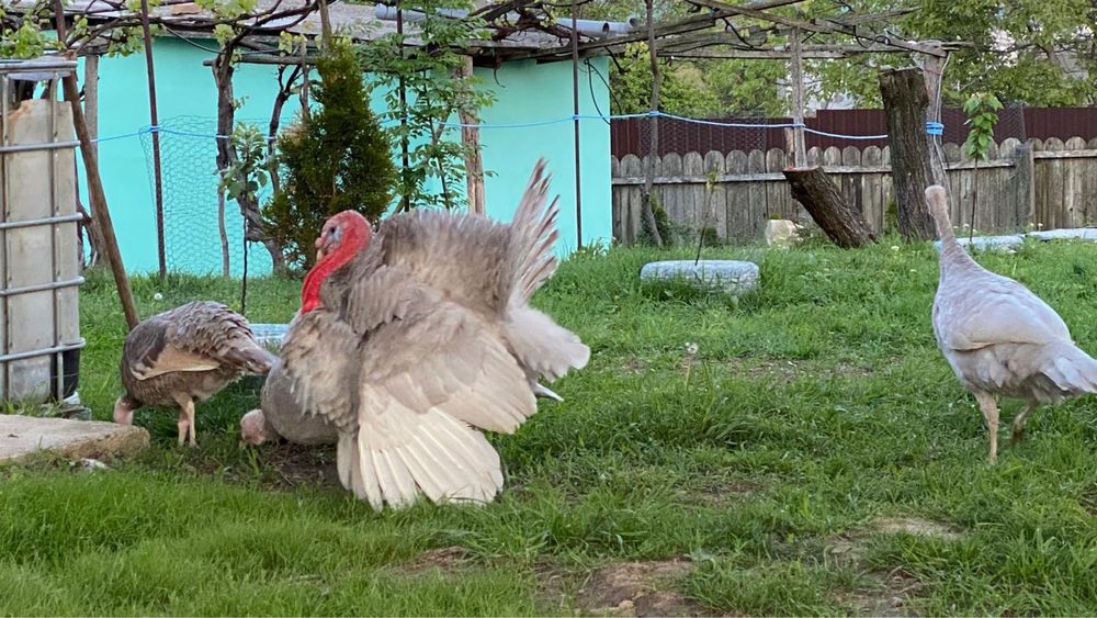 Oua de curca lavanda pt incubat