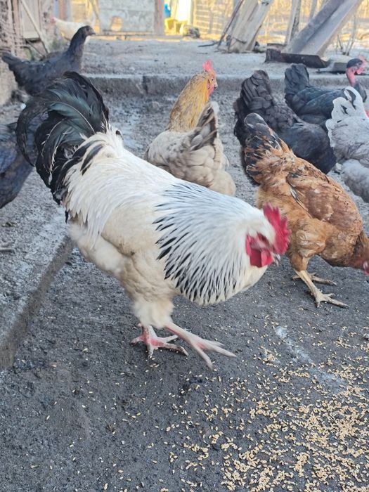 Schimb sau vând 2+1 Sussex