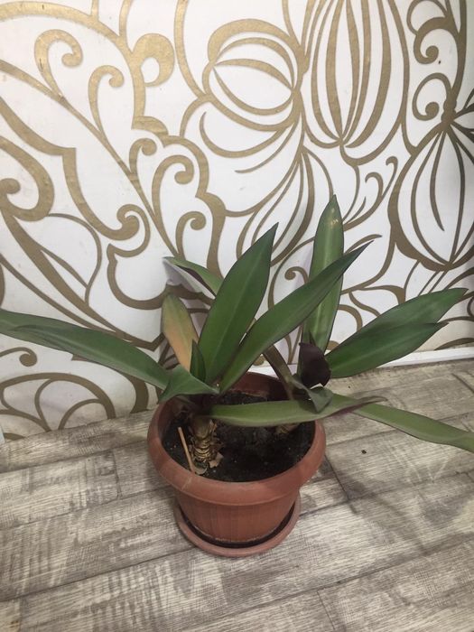 Продам лечебный цветок Традесканция