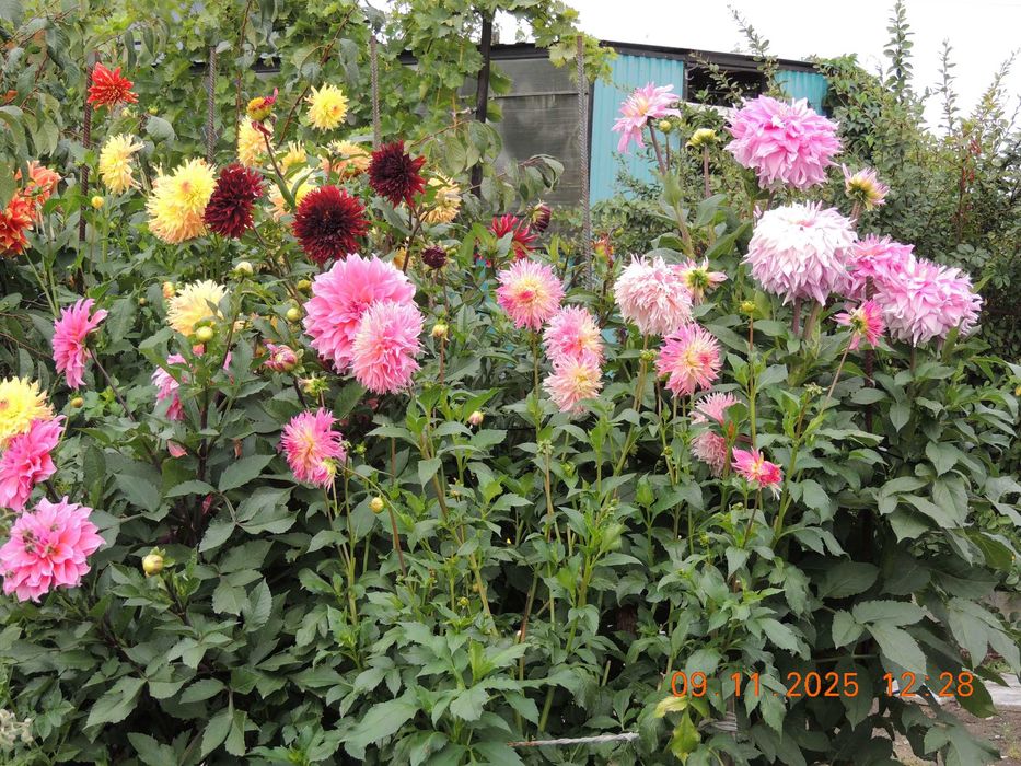 Георгины сортовые