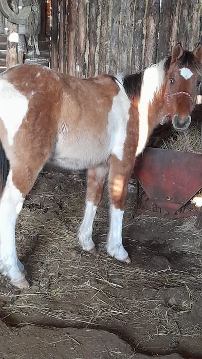 Жеребята 2025 года крупные