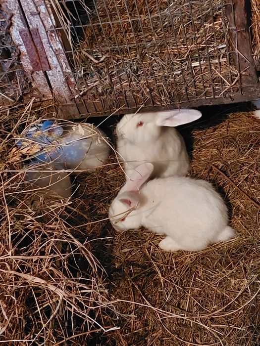 Кролики белый великан 1.5 мес