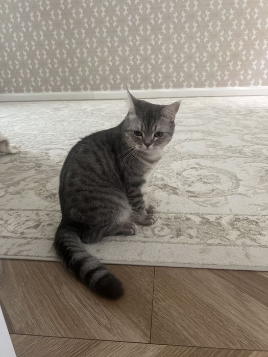 Отдам кота в добрые руки