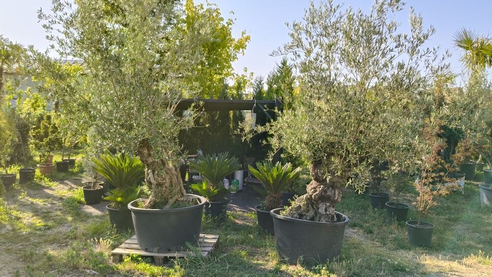 Maslini pe rod, ornamentali, seculari, bonsai rezistenti la ger