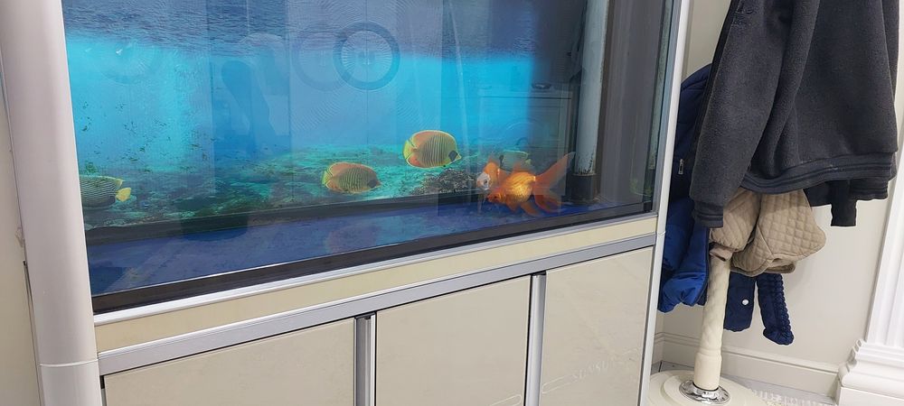 Продам аквариум,  рыбы.