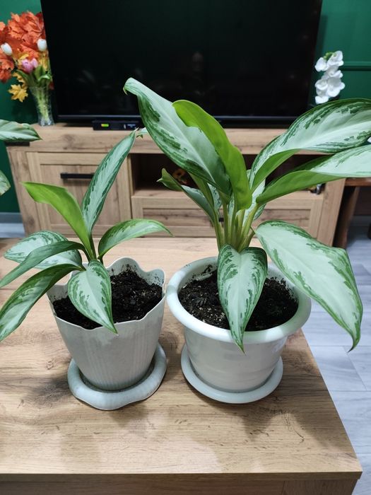 Продам комнатные растения