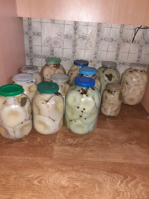 Продам грибы 7000тг