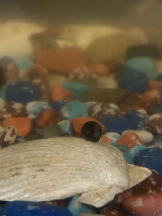 Отдам улиток катушки