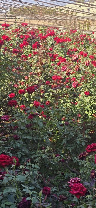 Атиргул кўчатлар