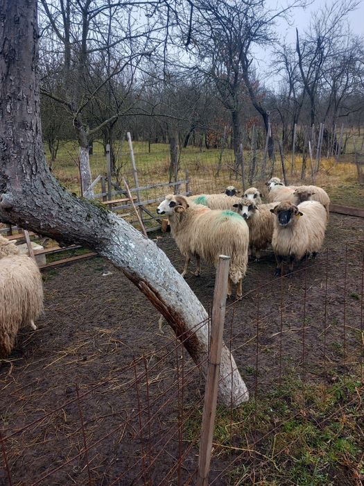 Vand  9 oi și un berbec