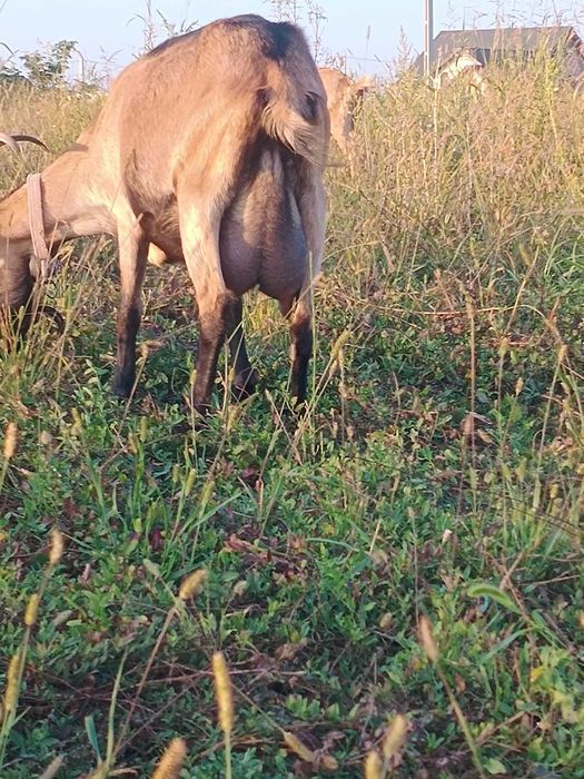 Vând capră alpină