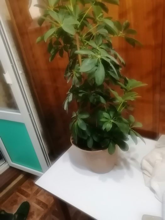 Комнатное растение "Шефлера"