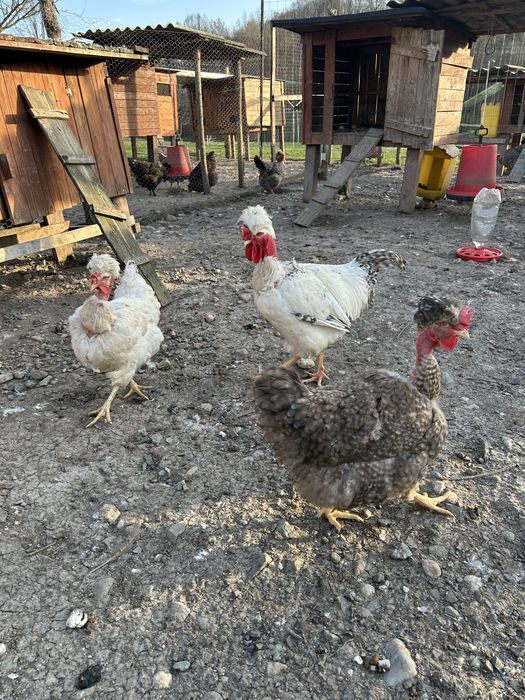 Oua pentru  incubat- gaini golase, motate