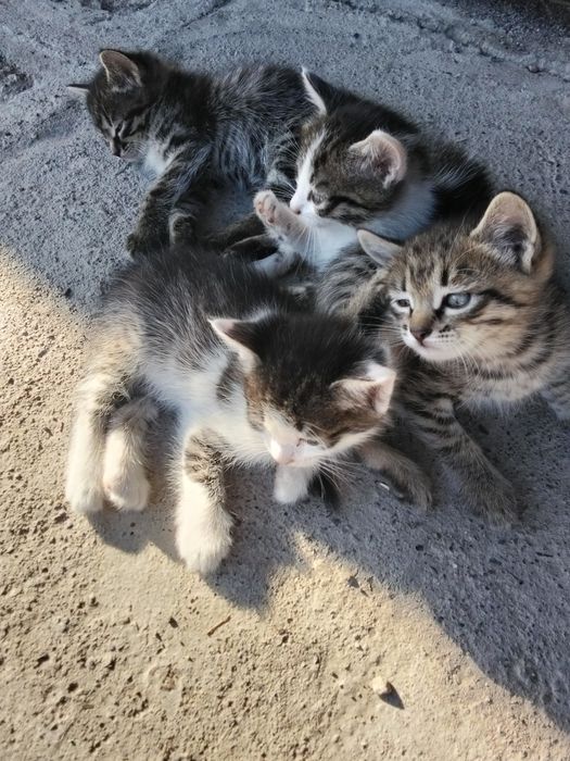 Отдам котят месячные