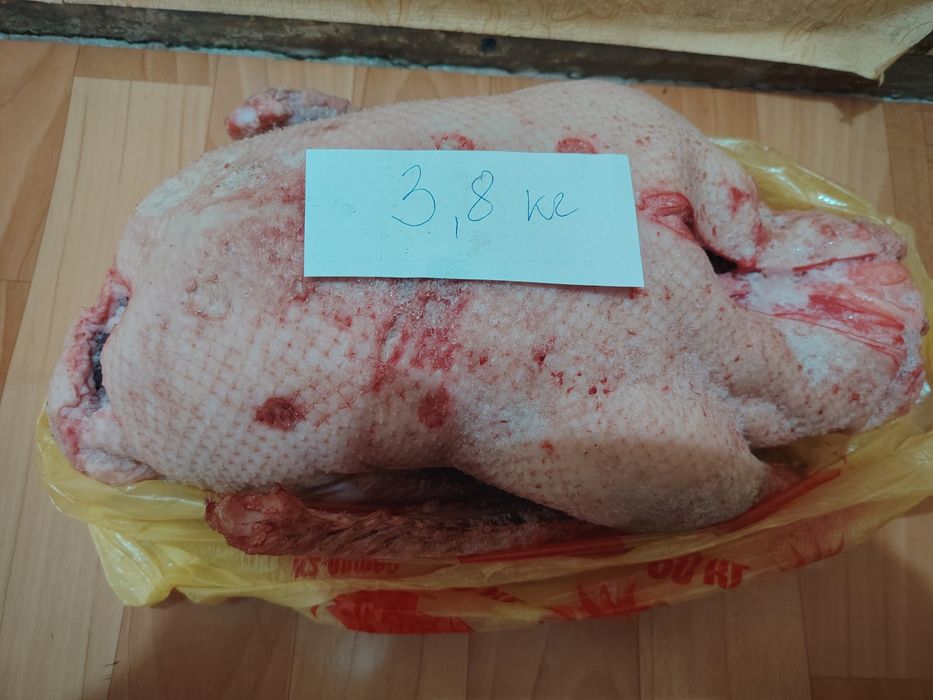 Продам домашних гусей