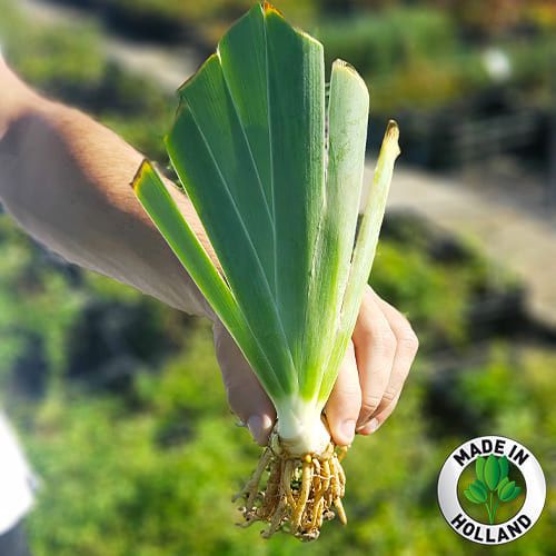 Ирис махровый, Голландия