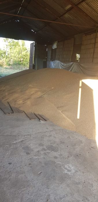 Grâu de calitate , curat