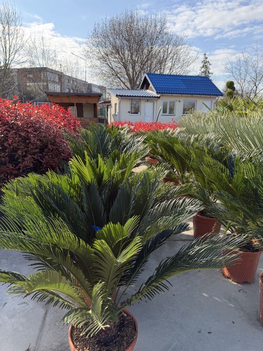 Palmier Cycas revoluta 90 - 160 cm planta exotica la ghiveci pret de la 600 lei