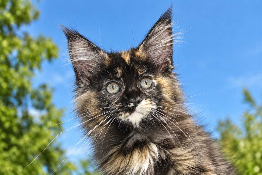 Shanel – pui Maine Coon femelă tortie, 3 luni, pedigree www.lynxrunecode.com