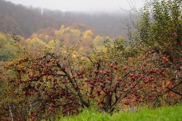 Vând suc de mere bio