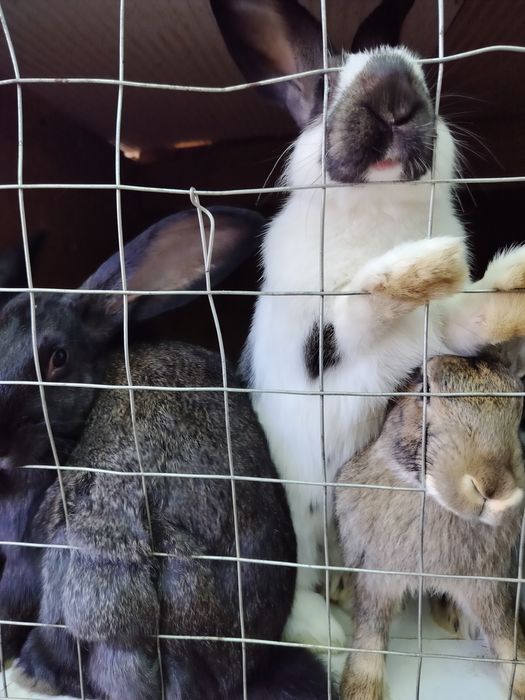 В продаже кролики