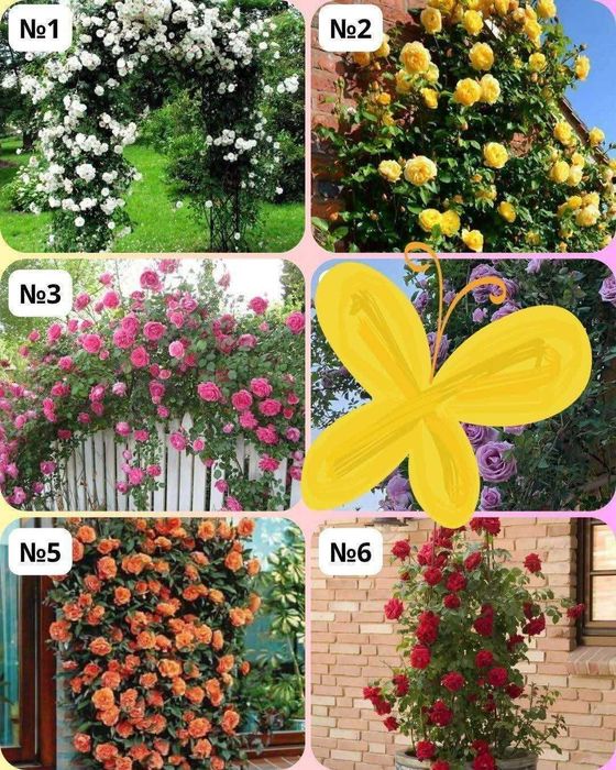 Рози (Щамбови, храстовидни и влачещи)