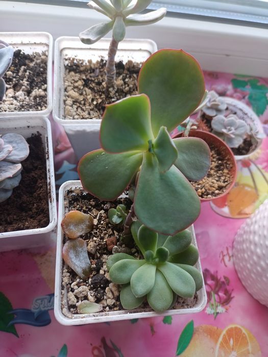 Продам разные суккуленты