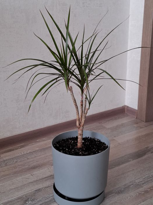 Dracaena marginata