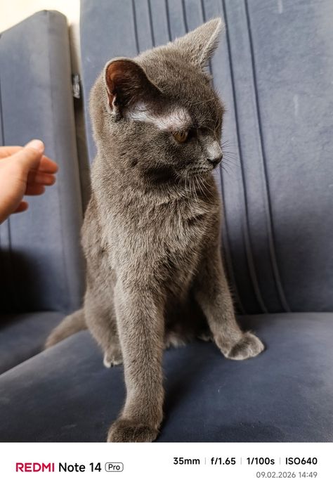 Кошка Шотландская Прямоухая