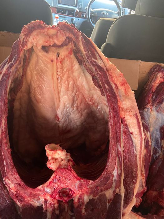 Продам жирных лошадей