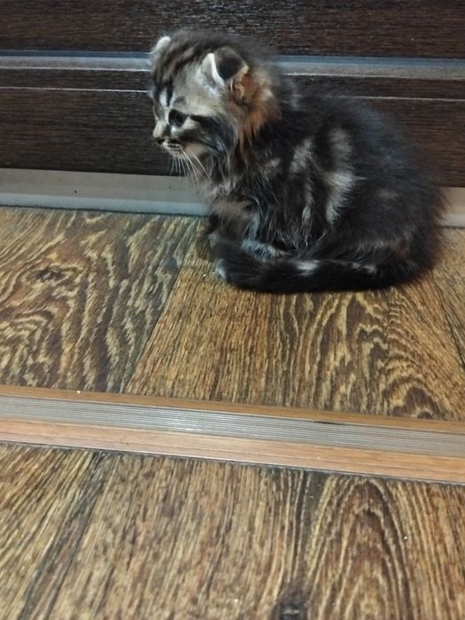 Продам котят вислоухие