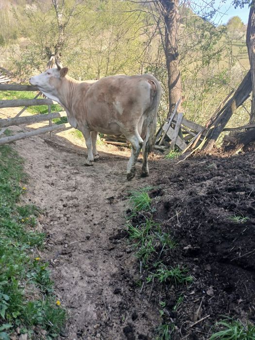 Vând vaca cu vitea