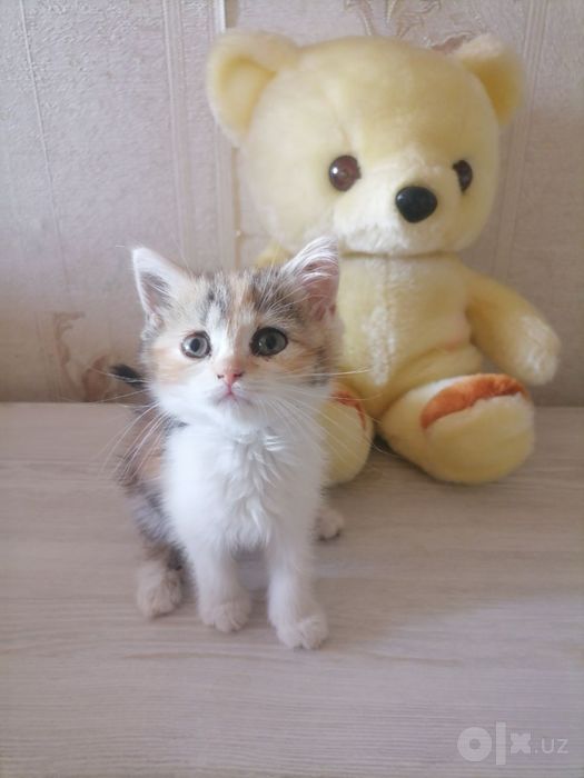 Продаётся котенка девочка