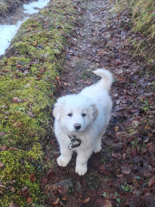 Каракачанско кученце