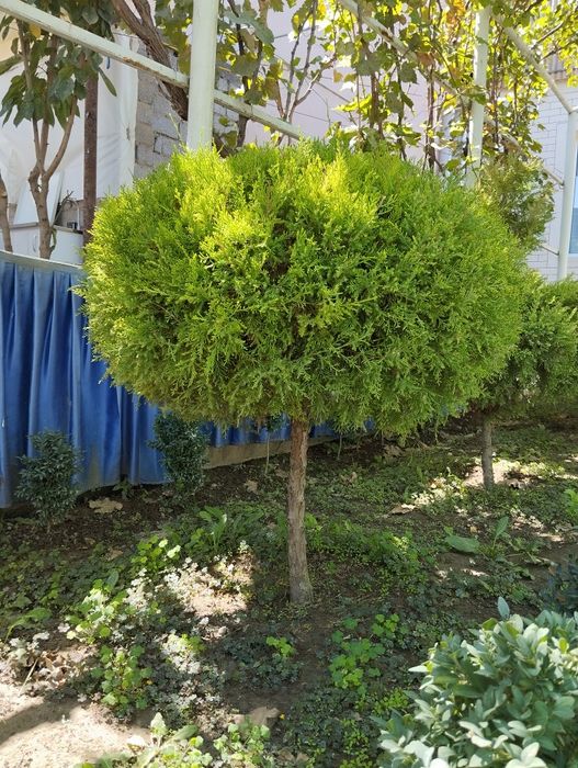 Archa globus 2 etaj chiqargan