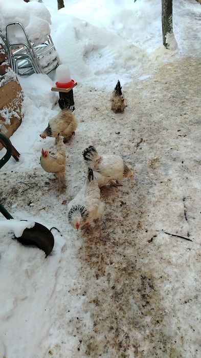 Găini Brahma lot complect