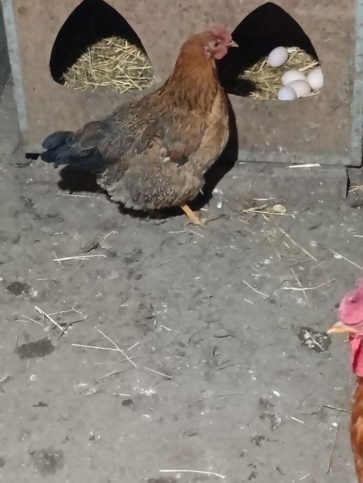 Инкубационные яйца Кучинских кур