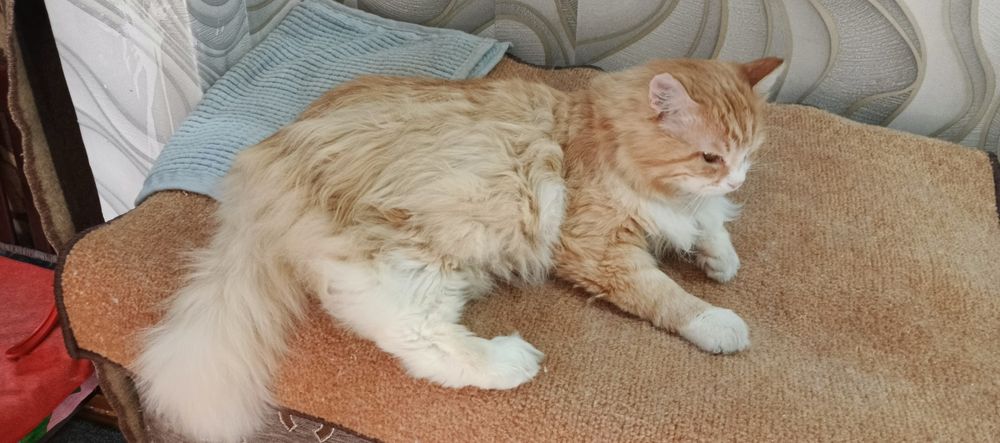 Отдам в надёжные добрые руки кота