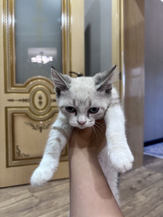 Кошки  - близнецы